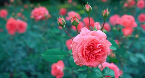 A garden of pink roses