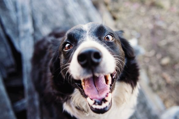 A dog smiling at a camera