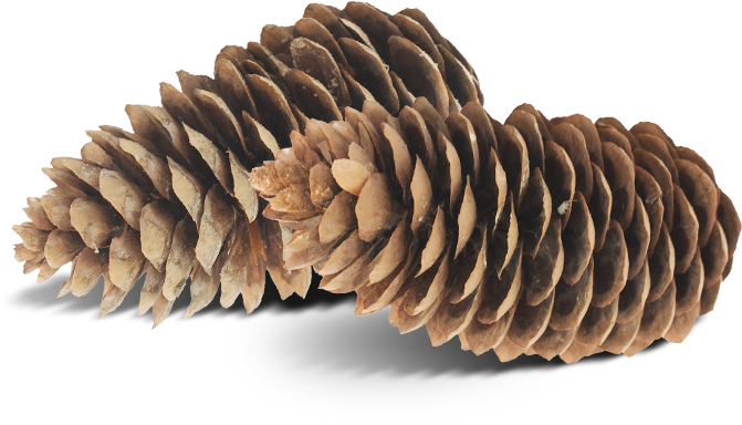 pinecone badge