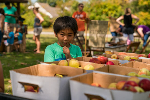Boy looking at apples