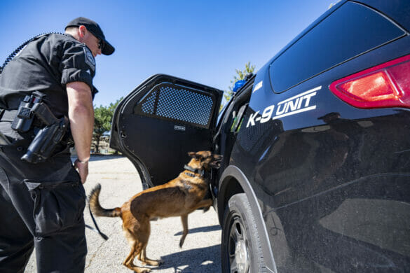 K9 Officer with his k9 entering a police cruiser