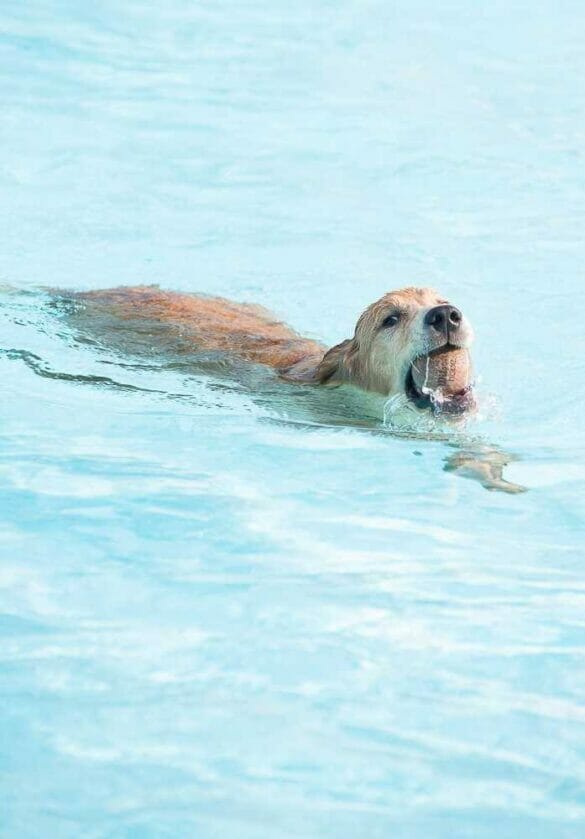 Dog swimming with a ball