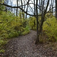 nature path through woods