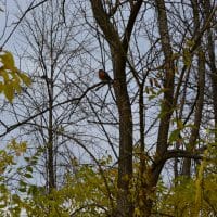 a robin sitting in a tree