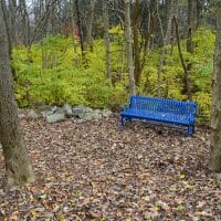 park bench in woods