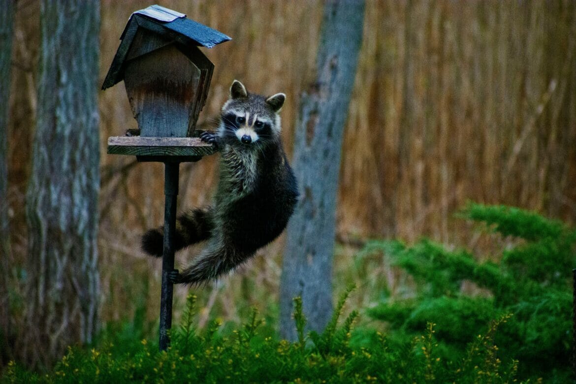 Raccoon climbing up bird feeder