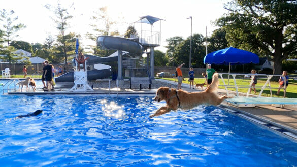 Golden retriever jumping into pool