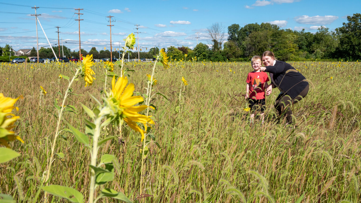 Hilliard Sunflower Field Opens to Raise Funds for Refugees City of