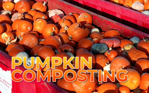 Pumpkin composting image showing pumpkins inside of a red dumpster waiting to be composted.