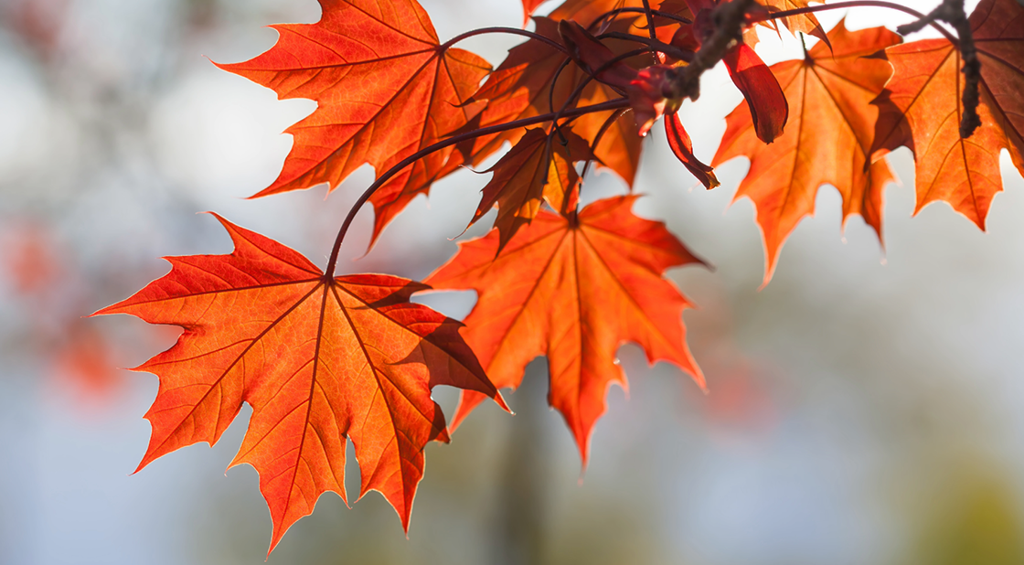 Fall leaves of a red maple tree.